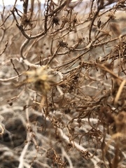 Peucephyllum schottii