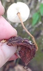 Lentinus crinitus