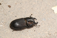 Dorcus parallelus