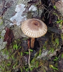 Lentinus crinitus