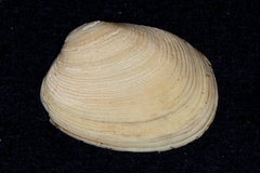 Venerupis largillierti