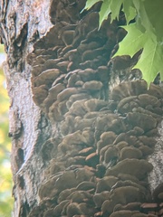 Polyporaceae