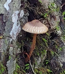 Lentinus crinitus