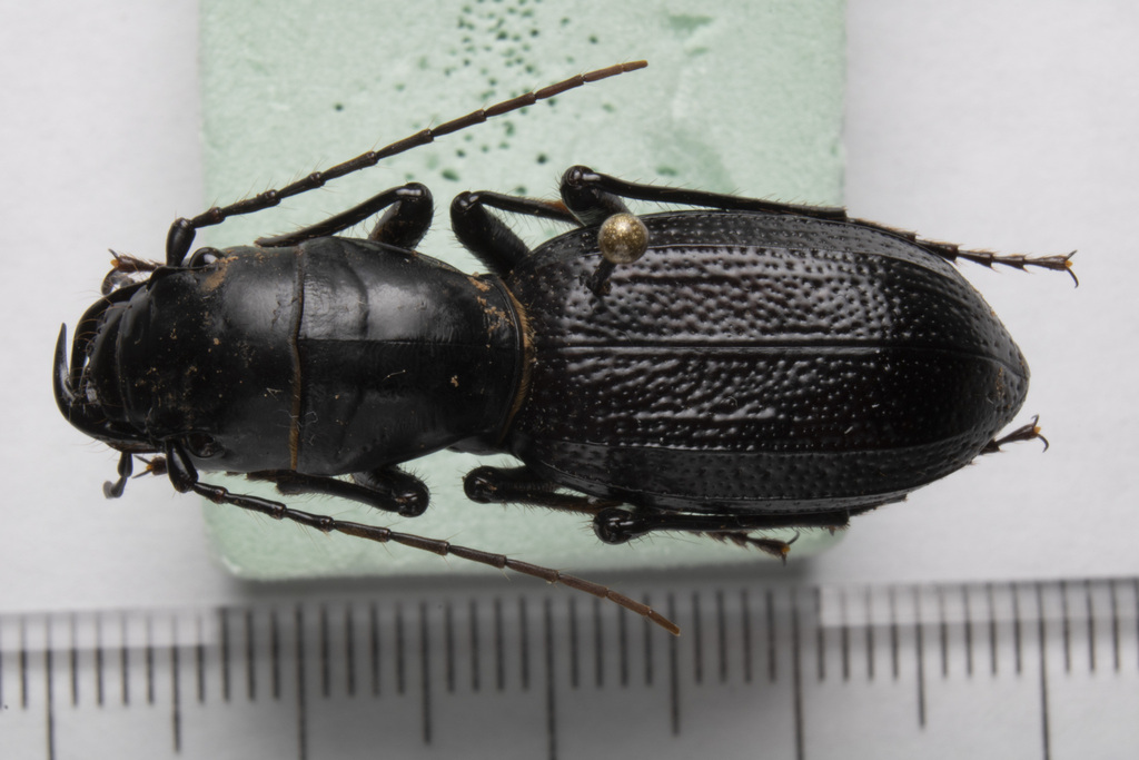 Great Plains Giant Tiger Beetle