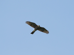 Accipiter gularis