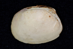 Venerupis largillierti