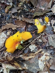 Hygrocybe conica