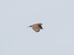 Accipiter gularis
