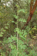 Rosa gymnocarpa