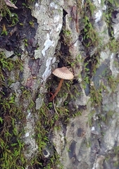 Lentinus crinitus