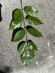 Calycanthus floridus