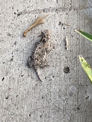 Phrynosoma cornutum