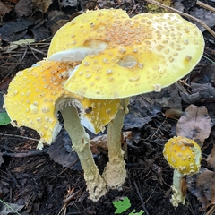Amanita muscaria guessowii
