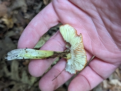 Hygrocybe conica