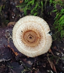 Lentinus crinitus