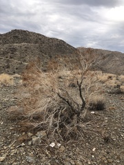 Peucephyllum schottii