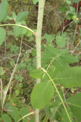Rosa gymnocarpa