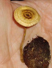 Lentinus crinitus