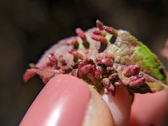 Eriophyes emarginatae