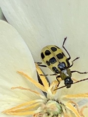Diabrotica undecimpunctata