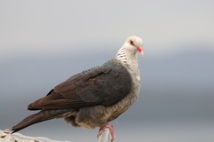 Columba leucomela