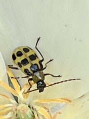 Diabrotica undecimpunctata