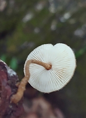 Lentinus crinitus