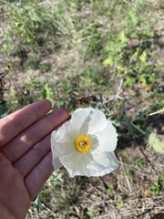 Argemone albiflora