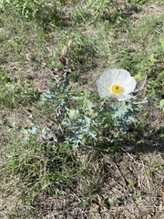 Argemone albiflora