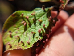 Eriophyes emarginatae