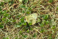 Colias philodice