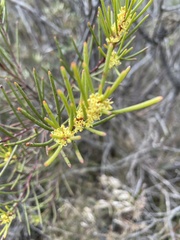 Hakea pachyphylla