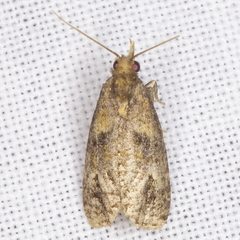 Phtheochroa