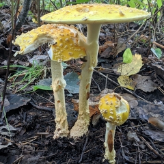 Amanita muscaria guessowii