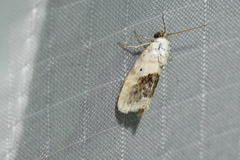 Ponometia erastrioides