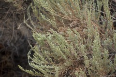 Artemisia tridentata