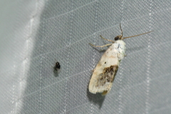 Ponometia erastrioides