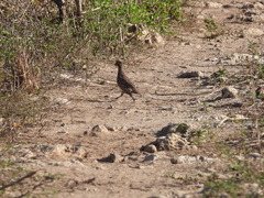 Colinus nigrogularis