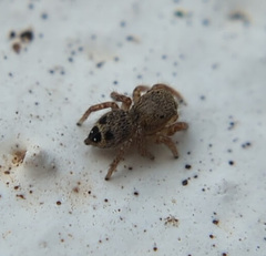 Habronattus coecatus