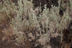 Artemisia tridentata