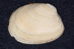 Venerupis largillierti