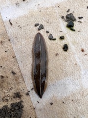 Newzealandia