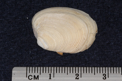 Venerupis largillierti