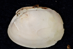 Venerupis largillierti