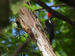 Dryocopus lineatus