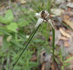 Rhynchospora colorata