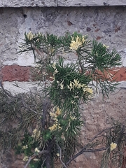 Cupressus lusitanica