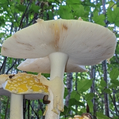 Amanita muscaria guessowii