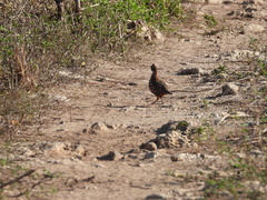 Colinus nigrogularis