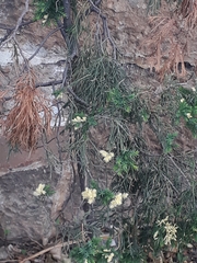 Cupressus lusitanica
